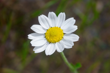 beautiful white camomile, macro, background