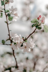 Obraz premium Blooming apple tree in the garden, white flowers on a green background