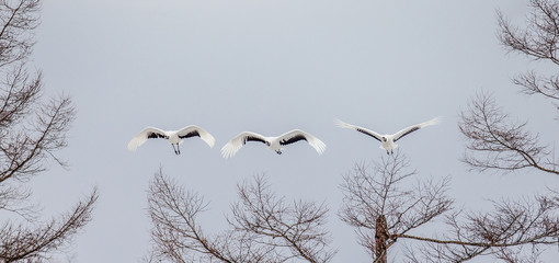 Group of Japanese cranes in flight. Japan. Hokkaido. Tsurui.