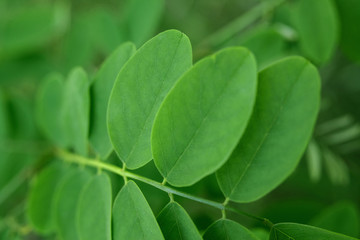 Acacia leaves in summer sunshine. Shallow DOF