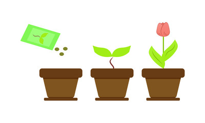 The process of growing flowers. Tulip