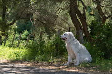 Obraz premium White Kuvasz Dog sitting in the shade of centenary olive trees