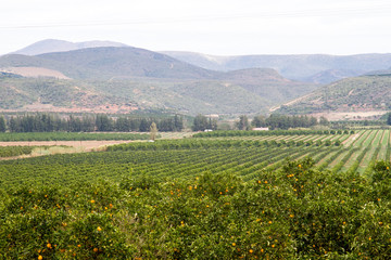 Fototapeta na wymiar Citrus orchards in Patensie South Africa