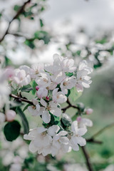 Blooming apple tree in the garden, 
white flowers on a green background