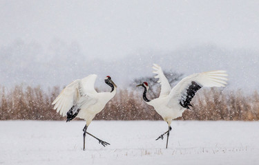 Two Japanese Cranes are dancing on the snow. Japan. Hokkaido. Tsurui.  