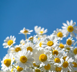 Fototapeta premium Beautiful bouquet of chamomile, background.