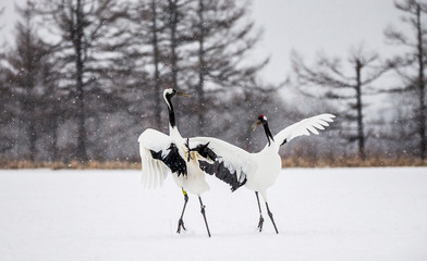 Two Japanese Cranes are dancing on the snow. Japan. Hokkaido. Tsurui.  