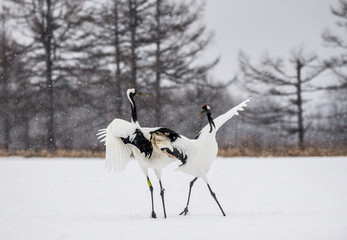 Two Japanese Cranes are dancing on the snow. Japan. Hokkaido. Tsurui.  