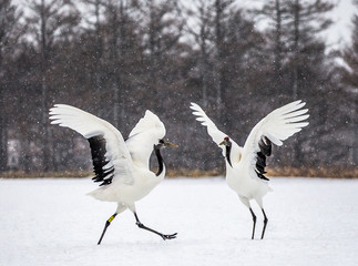 Two Japanese Cranes are dancing on the snow. Japan. Hokkaido. Tsurui.  