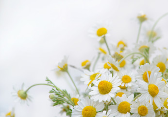 Fototapeta premium Beautiful bouquet of chamomile, background.