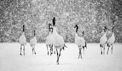 Group of Japanese cranes are walking in snow snowstorm. Japan. Hokkaido. Tsurui. 