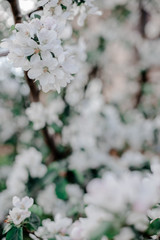 Blooming apple tree in the garden, 
white flowers on a green background