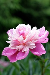 summer flower power force of naturepeony, pionium  pink