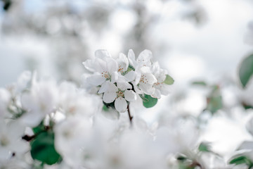 Blooming apple tree in the garden, 
white flowers on a green background