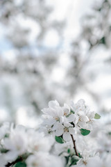 Blooming apple tree in the garden, 
white flowers on a green background