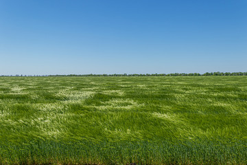 Fototapeta na wymiar Barley field in spring under blue sky