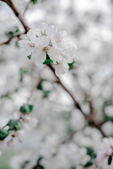 Blooming apple tree in the garden, 
white flowers on a green background