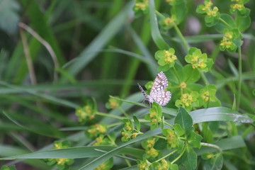 Papillon Géomètre à barreaux