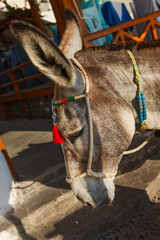 Donkey on the island of Santorini