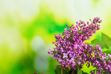 Branch of fresh lilac on a green background