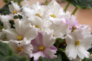 Fototapeta na wymiar Room violet close-up. White and pink flowers.
