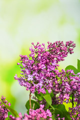 Branch of fresh lilac on a green background