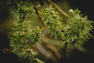 dans les forêts des vosges