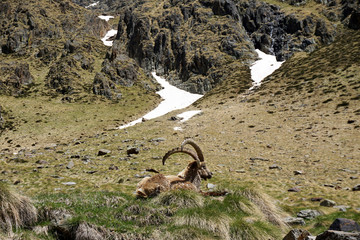 Stambecco capobranco in alta montagna