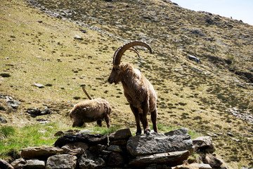 Stambecchi in alta montagna