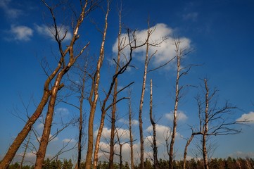 Martwa drzewa © Jerzy