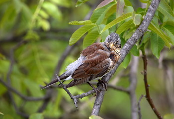 Fieldfare bird, called Turdus pilaris in Latin language, sits on tree branch close up