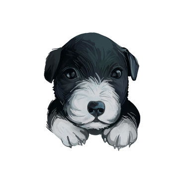 Shepherd or McNab Collie isolated digital art illustration. Hand drawn dog muzzle, McNab Stock Dog, Collie in black and white, Sheepdog. American breed, Northern California, friendly domestic dog.