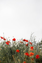 Red poppies grow in a field in spring against the sky