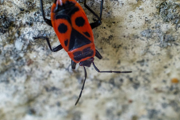 Pyrrocoridae, red insects. Close up, macro.