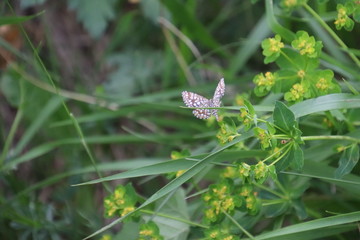 Papillon G&eacute;om&egrave;tre &agrave; barreaux