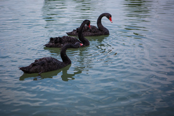 black swans swim in the lake
