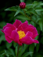 Spring peonies love happiness mood