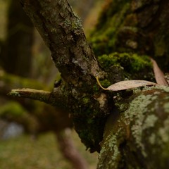 Green moss on tree