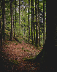 dans les forêts des vosges