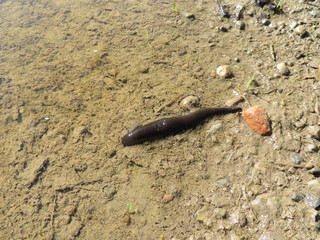 Pferdeegel in Pfütze