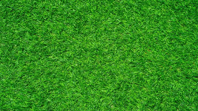 zoom in shot green grass background