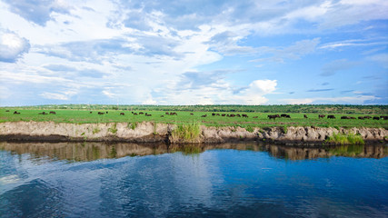 Fototapeta na wymiar Landscape photo taken on a boat tour of Chobe National Park on the Chobe River in Botswana