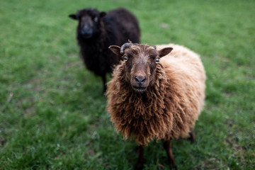 Zwei Schafe schauen den Betrachter an