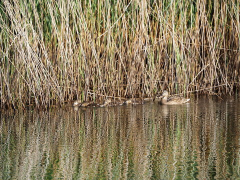 Un bonito paseo matinal de polluelos de pato acompa+ados por su progenitora, de plumas marrones y pico ancho y verde, lerida, espa&ntilde;a, europa