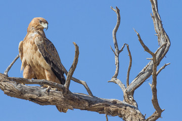 Tawny Eagle (Aquila rapax) Perched in a Tree