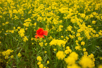 Obraz premium The only red poppy growing in a rasp field