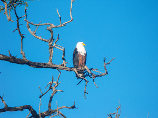 Fish Eagle in the Chobe National Park in Kasane Botswana during December summer month