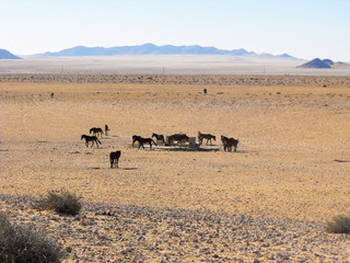 Photo of wild horses in a arid climate in the Namib desert in Namibia with almost no water