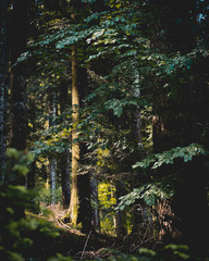 dans les forêts des vosges