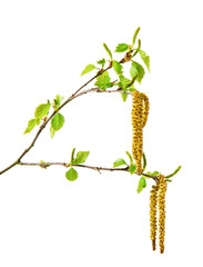 Obraz premium Spring birch branch with catkins.